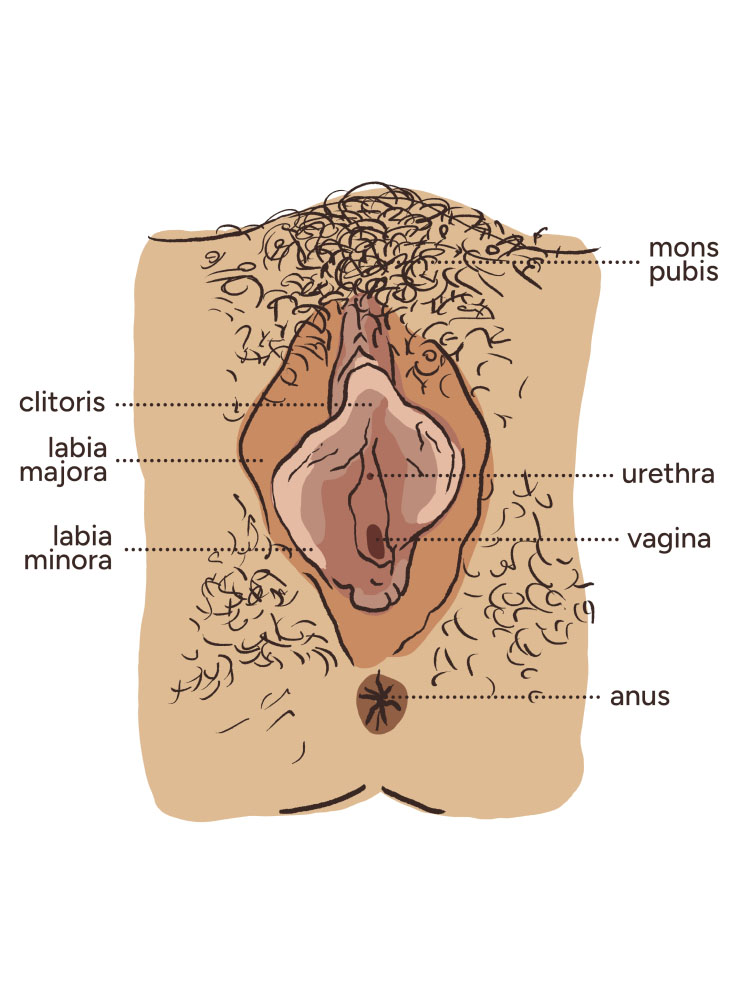 A diagram of a vulva viewed from underneath. The vulva skin is medium-dark in tone and labia minora are visible. There is a strip of short black pubic hair on the vulva. The anatomy labels are, clockwise from top right, mons pubis, urethra, vagina, anus, labia majora, labia minora, clitoris.