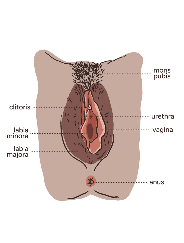 A diagram of a vulva viewed from underneath. The vulva skin is medium in tone and labia minora are visible. There is curly black pubic hair on the vulva and upper thighs. The anatomy labels are, clockwise from top right, mons pubis, urethra, vagina, anus, labia majora, labia minora, clitoris.
