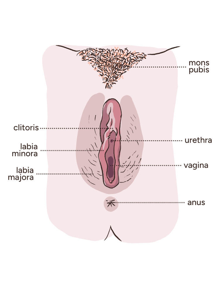 A diagram of a vulva viewed from underneath. The vulva skin is light in tone and labia minora are visible. There is a triangle of short ginger and black pubic hair on the mons pubis. Labia majora skin texture is wrinkled. The anatomy labels are, clockwise from top right, mons pubis, urethra, vagina, anus, labia majora, labia minora, clitoris.
