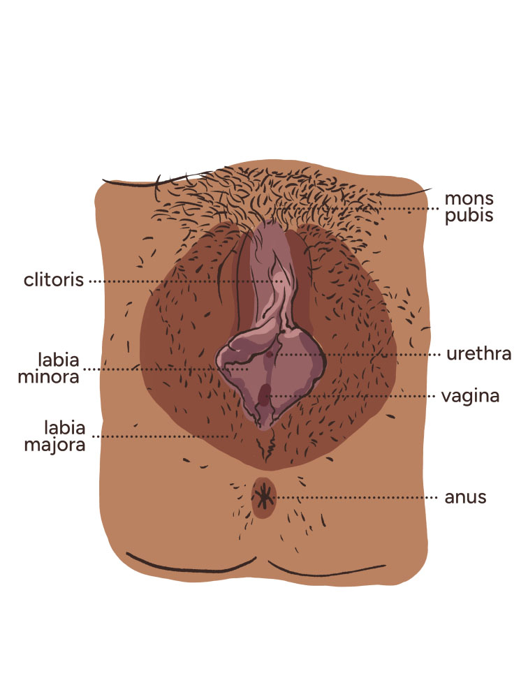 A diagram of a vulva viewed from underneath. The vulva skin is dark in tone and labia minora are visible. There is short black pubic hair on the vulva. The anatomy labels are, clockwise from top right, mons pubis, urethra, vagina, anus, labia majora, labia minora, clitoris.